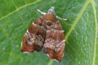 Choreutis nemorana