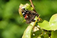 Vanessa atalanta