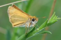 Thymelicus sylvestris