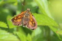 Ochlodes sylvanus