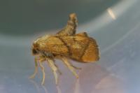 Apoda limacodes