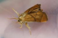 Apoda limacodes