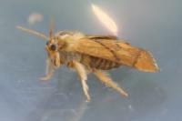 Apoda limacodes