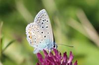 Polyommatus icarus