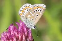 Polyommatus icarus