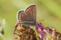 Polyommatus icarus