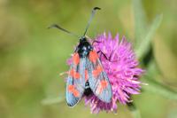 Zygaena filipendulae