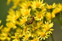 Tyria jacobaeae