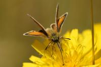 Thymelicus lineola