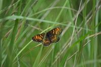 Melitaea athalia