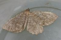 Philereme vetulata