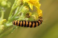 Tyria jacobaeae