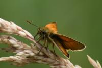 Thymelicus sylvestris