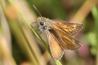 Thymelicus acteon