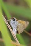 Thymelicus acteon