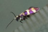 Micropterix aglaella