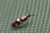 Micropterix aglaella