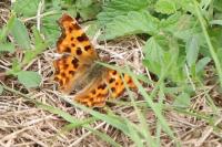 Polygonia c-album