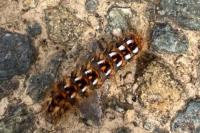 Acronicta rumicis