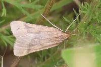 Synaphe punctalis