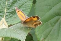 Pyronia tithonus
