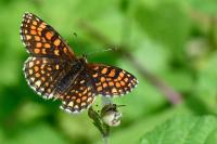 Melitaea athalia