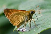 Ochlodes sylvanus