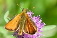 Thymelicus sylvestris