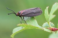 Aglaope infausta
