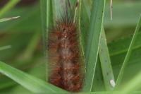 Diaphora mendica