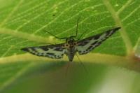 Anania hortulata