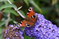 Aglais io