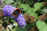 Vanessa atalanta