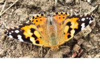 Vanessa cardui
