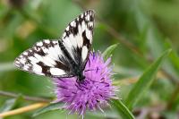 Melanargia galathea