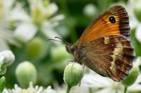 Pyronia tithonus