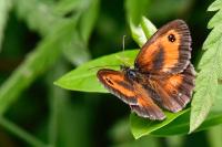 Pyronia tithonus