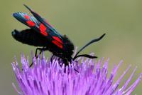 Zygaena filipendulae