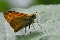 Ochlodes sylvanus