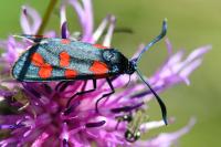 Zygaena transalpina