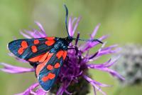 Zygaena transalpina