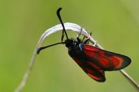 Zygaena loti