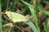 Pieris rapae