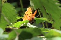 Polygonia c-album