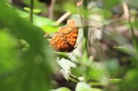 Polygonia c-album