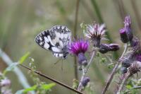Melanargia galathea