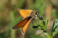 Thymelicus sylvestris