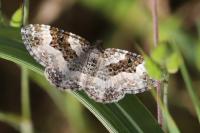 Epirrhoe alternata