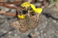 Erynnis tages