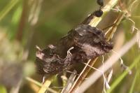Autographa gamma